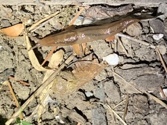Ambigolimax valentianus