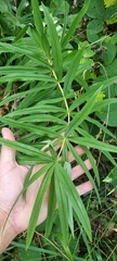 Polygonatum verticillatum