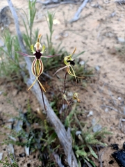 Caladenia verrucosa