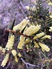 Acacia oxycedrus