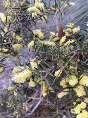 Acacia oxycedrus
