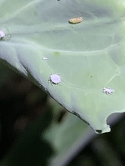 Brevicoryne brassicae