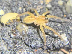Tigrosa annexa