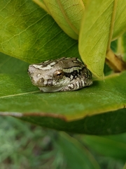 Hyperolius marmoratus