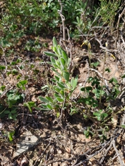 Tetragonia