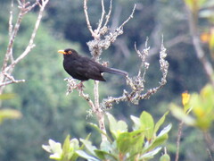 Turdus merula cabrerae