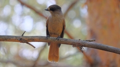 Perisoreus infaustus