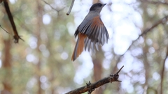 Perisoreus infaustus