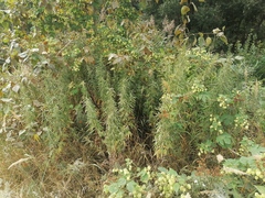 Artemisia umbrosa