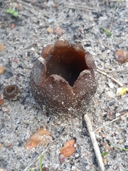Peziza ammophila