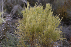 Choretrum glomeratum