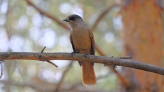 Perisoreus infaustus