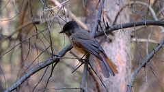 Perisoreus infaustus