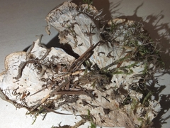 Peltigera membranacea