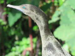 Phalacrocorax sulcirostris