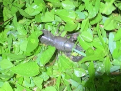 Creaserinus hedgpethi