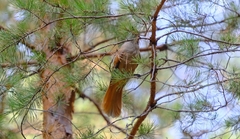 Perisoreus infaustus