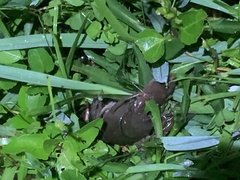 Creaserinus hedgpethi