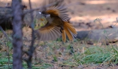 Perisoreus infaustus