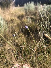 Wahlenbergia gracilis