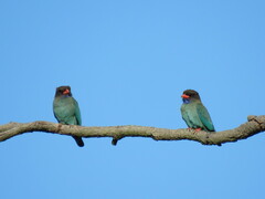 Eurystomus orientalis