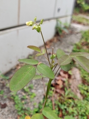 Oxalis barrelieri