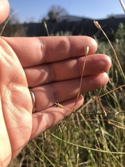 Wahlenbergia gracilis