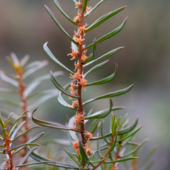 Gyrostemon australasicus