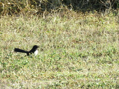 Rhipidura leucophrys