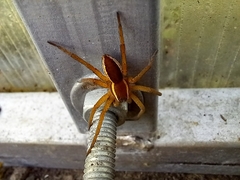 Dolomedes fimbriatus