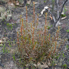 Gyrostemon australasicus