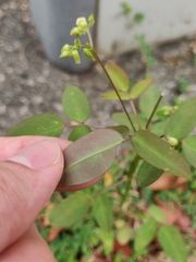 Oxalis barrelieri