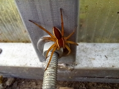 Dolomedes fimbriatus