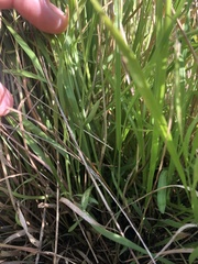 Wahlenbergia gracilis