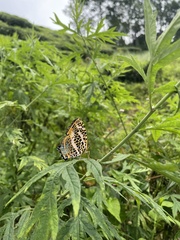 Symbrenthia niphanda