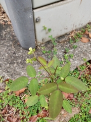 Oxalis barrelieri