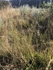 Wahlenbergia gracilis