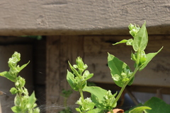 Fallopia