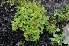 Hydrocotyle callicarpa