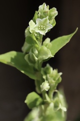 Fallopia