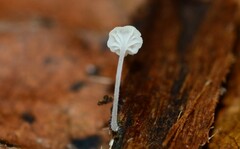 Hemimycena