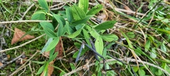 Lathyrus linifolius