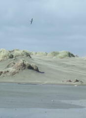 Charadrius bicinctus