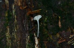 Hemimycena