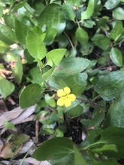 Goodenia ovata