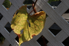 Fallopia
