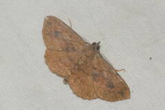 Scotorythra corticea