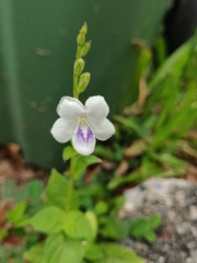 Asystasia intrusa