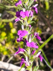 Muraltia macropetala