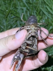 Creaserinus hedgpethi